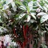 Rubber Tree 6in - Image 2